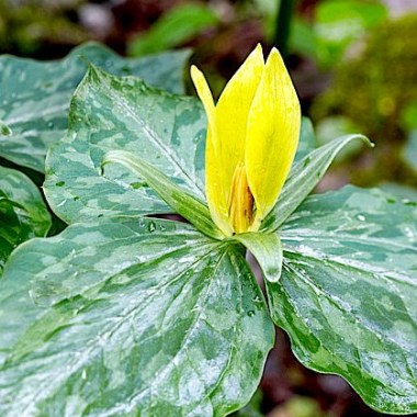 trillium lut